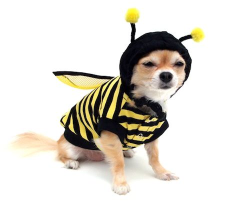 That's right, this is a dog dressed as a bee -- got a problem with that?