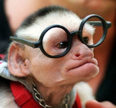 A monkey wearing glasses
