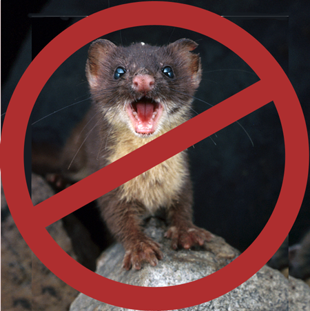 no weasels