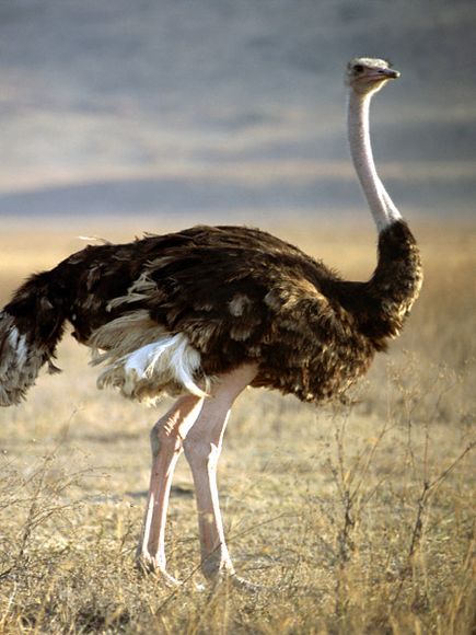 An ostrich (with its head not in the sand)