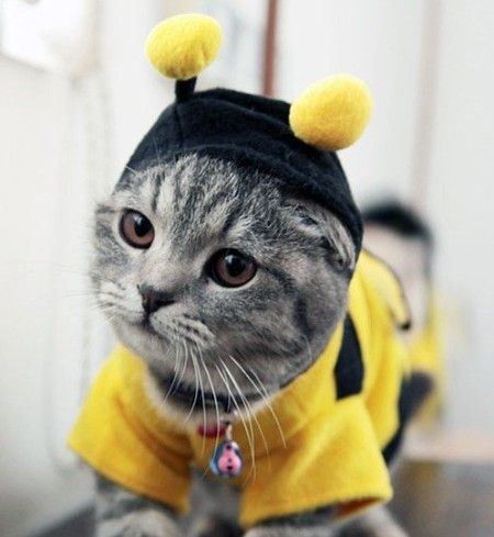 A cat dressed as a bee