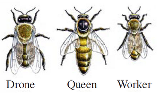 Three kinds of bees, beecause we're three!