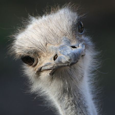 An ostrich