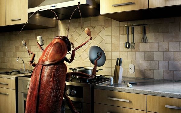 A cockroach in the kitchen