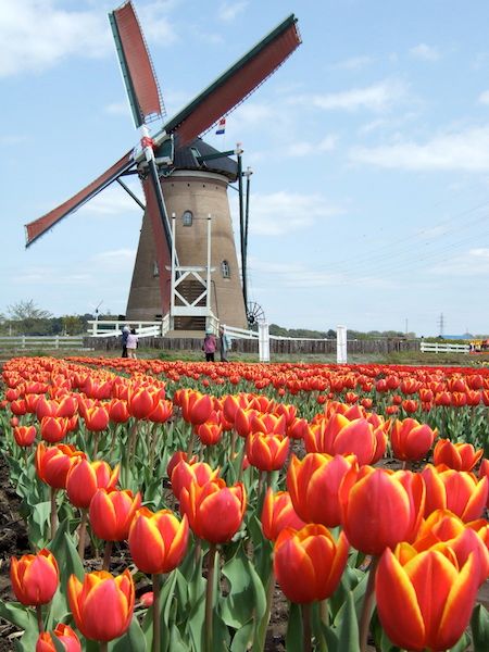 Tulips and a windmill