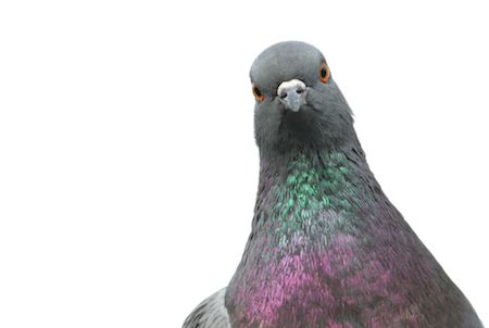 A pigeon