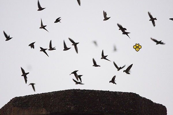Swifts flying into a chimney