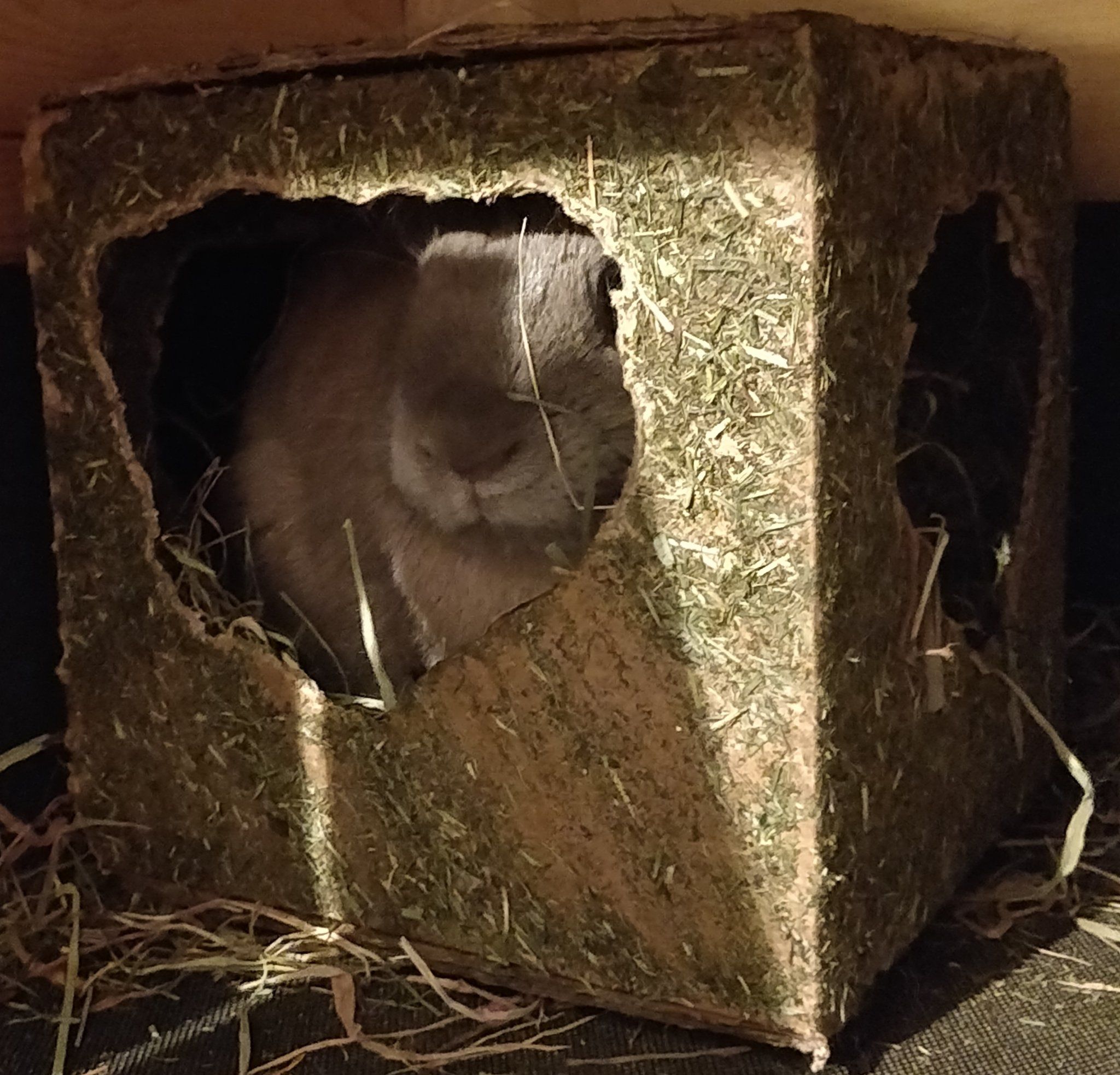 Bunny in a box
