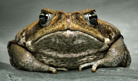 A picture of a cane toad, epitomizing 'unintended consequences'