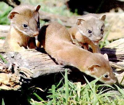 A boogle of weasels
