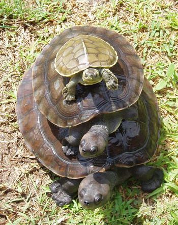 turtle upon turtle