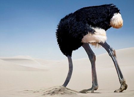 An ostrich with its head in the sand