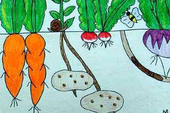 drawing of vegetables growing below the dirt and their leaves above