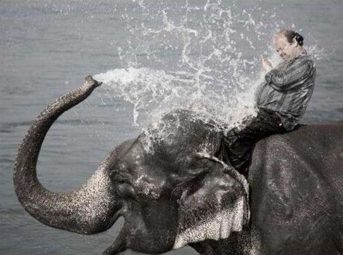 An Elephant and its hapless Rider