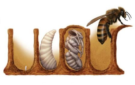 Diagram of the lifecycle of bees, in four stages