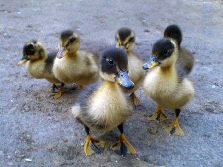 six ducklings