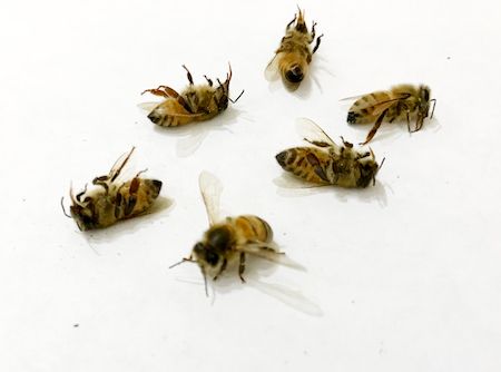 Dead bees