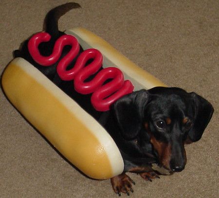 Dog dressed as a hot dog