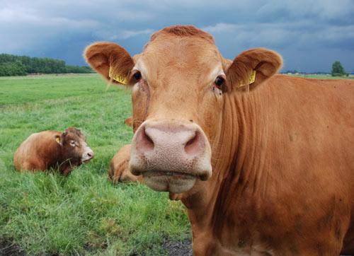 A skeptical cow