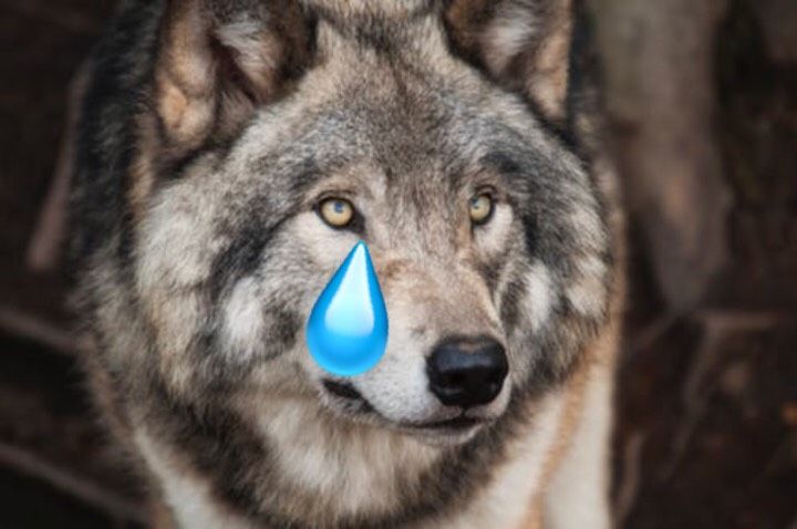 A photo of a wolf with a big cartoon teardrop