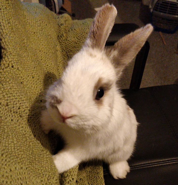 A bunny on a chair