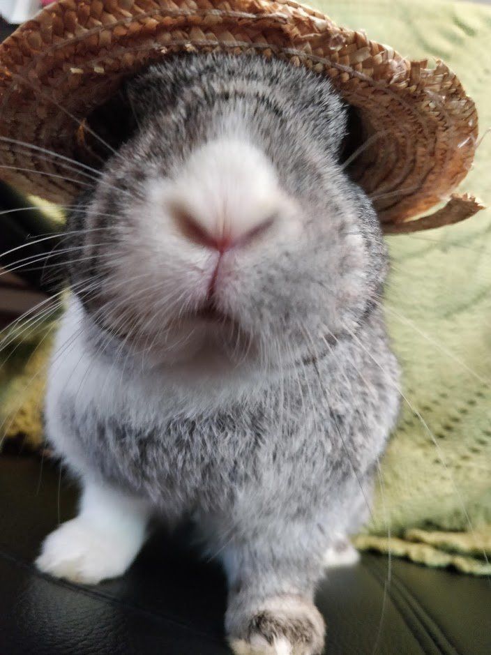 A bunny in a hat